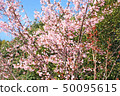 Hachisuka cherry tree 50095615