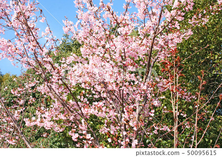 Hachisuka cherry tree Hachisuka cherry tree 50095615