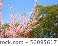 Hachisuka cherry tree 50095617