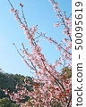 Hachisuka cherry tree 50095619