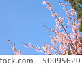 Hachisuka cherry tree 50095620