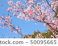 Hachisuka cherry tree 50095665