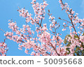 Hachisuka cherry tree 50095668