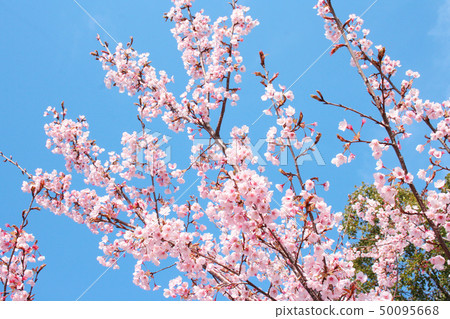Hachisuka cherry tree Hachisuka cherry tree 50095668