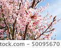 Hachisuka cherry tree 50095670