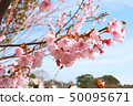 Hachisuka cherry tree 50095671