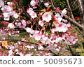 Hachisuka cherry tree 50095673