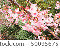 Hachisuka cherry tree 50095675