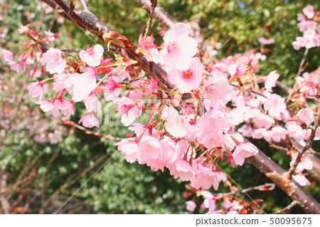Hachisuka cherry tree 50095675