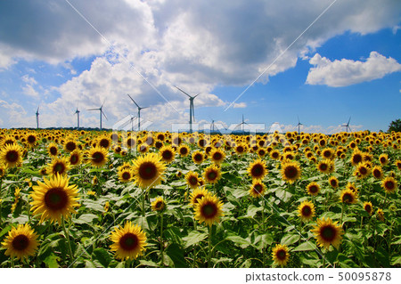 Nunobiki-style plateau, sunflower (Fukushima prefecture, Koriyama city) 50095878