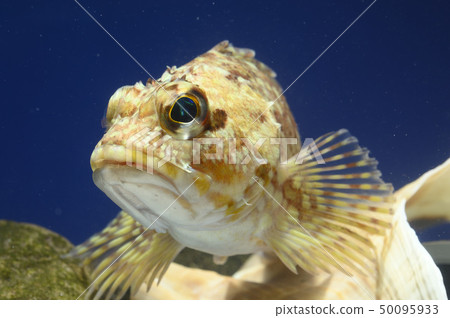 蝎子魚 50095933