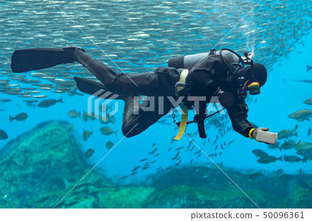 Diver cleaning the aquarium 50096361