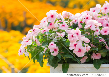 Vinca rosea flowers blossom in the garden Vinca rosea flowers blossom in the garden 50096466