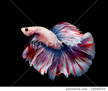 Multi-color betta fish Multi-color betta fish 50096504