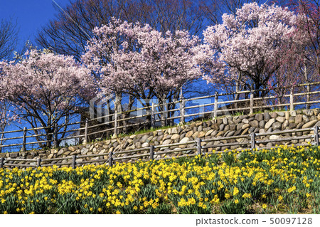 Shinshu長野縣上田市信州國際音樂村Suisusen和Sakura Shinshu長野縣上田市信州國際音樂村Suisusen和Sakura 50097128