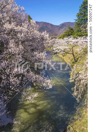 信州櫻花在長野縣上田市上田城的護城河 50097147