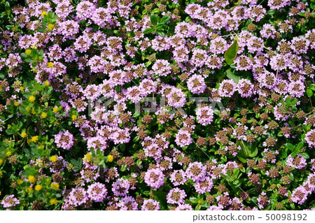 Cute gardening species · creeping time 9 50098192