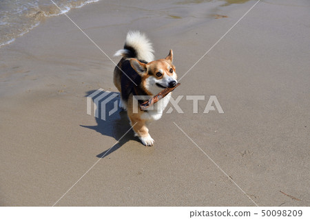 海上游戲 海上游戲 50098209