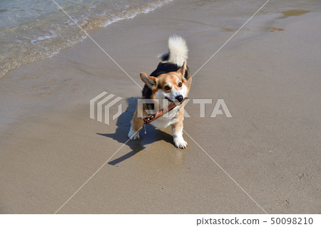海上游戲 海上游戲 50098210