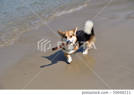 海上游戲 海上游戲 50098211