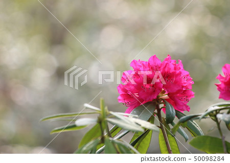 Rhododendron 50098284
