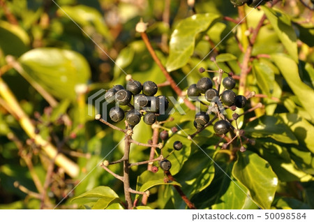 ivy with fruits ivy with fruits 50098584