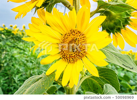 Bush sunflower with the main heads of flowers.. Bee pollinates a flower of a sunflower in the field Bush sunflower with the main heads of flowers.. Bee pollinates a flower of a sunflower in the field 50098969