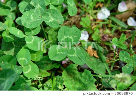 Three-leaf or four-leaf clover Three-leaf or four-leaf clover 50098970