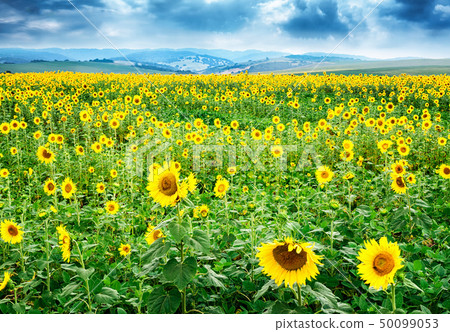 Beautiful bright yellow flower in a field of sunflowers 50099053