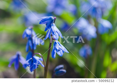 Bluebell amongst bluebells in the forest. Spring time. 50099212