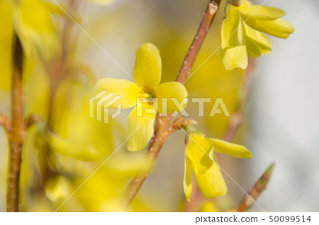 Flowering forsythia in springtime. Forsythia - genus of shrubs and small trees Oleaceae family 50099514