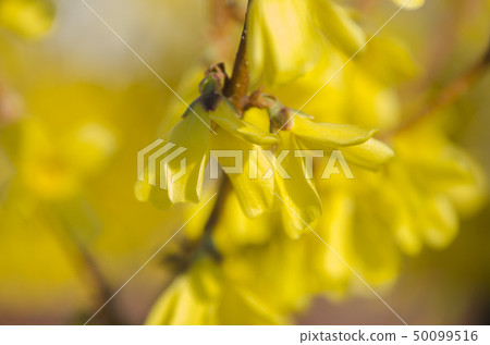 Flowering forsythia in springtime. Forsythia - genus of shrubs and small trees Oleaceae family 50099516