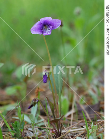 紫羅蘭 50099586