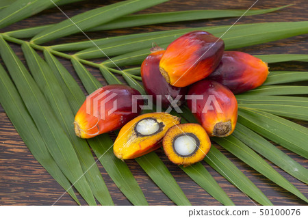 Close up of Palm Oil fruits with cooking oil Close up of Palm Oil fruits with cooking oil 50100076