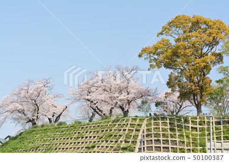 Yokohama - Kukigaya Park 50100387