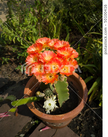 lobivia cactus blooming - image 50100416