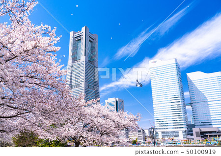“神奈川縣”春天的Minato Mirai,櫻花盛開 “神奈川縣”春天的Minato Mirai,櫻花盛開 50100919