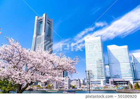 “神奈川縣”春天的Minato Mirai,櫻花盛開 “神奈川縣”春天的Minato Mirai,櫻花盛開 50100920
