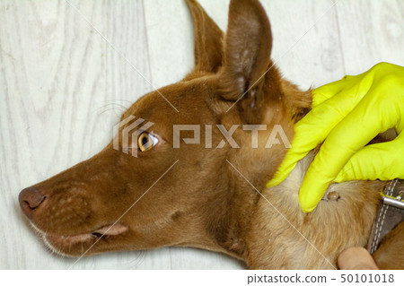 The mite bites a reddish dog 50101018