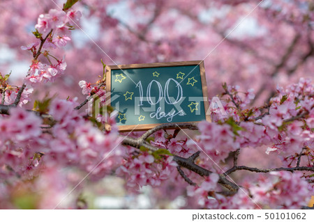 櫻花盛開100天后出生百日慶典 櫻花盛開100天后出生百日慶典 50101062