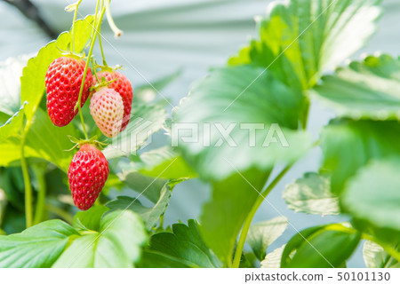 Strawberry picking Strawberry picking 50101130