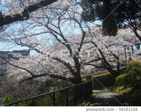 Beautiful cherry blossoms 50101188