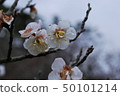 松江城公園，梅花 50101214