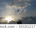 在早晨太陽的海鷗飛行 50101217