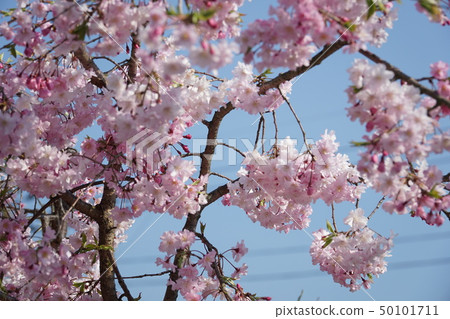 [Shikoku Special 20 Sacred Sites] Number 12: Double cherry blossoms and blue sky at Enmeiji Temple, Shikokuchuo City, Ehime Prefecture 50101711