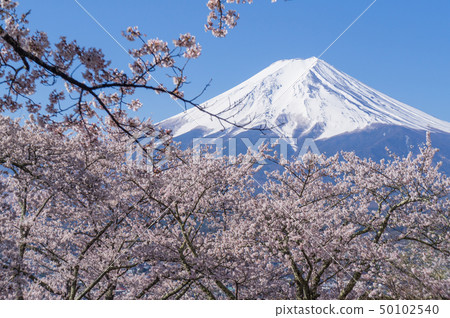 Fuji and cherry blossoms Fuji and cherry blossoms 50102540