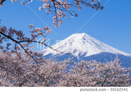 Fuji and cherry blossoms Fuji and cherry blossoms 50102541