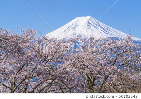 Fuji and cherry blossoms Fuji and cherry blossoms 50102542