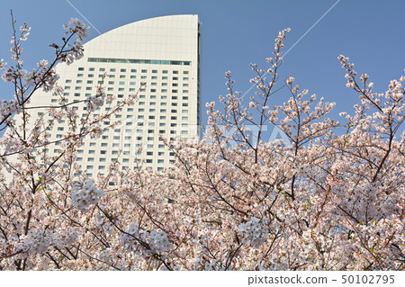 Sakura in Yokohama 50102795
