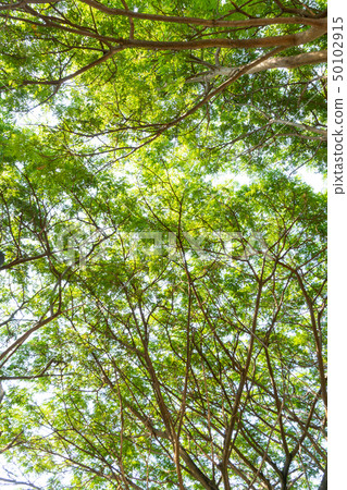 tree plant with green limb leaf from bottom view 50102915